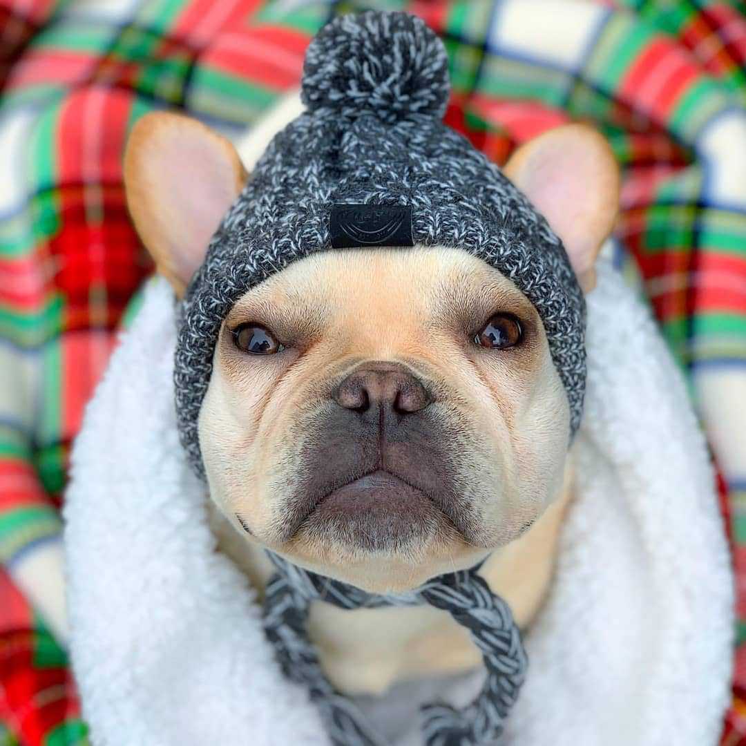 Polar Dog Pom Pom Hat