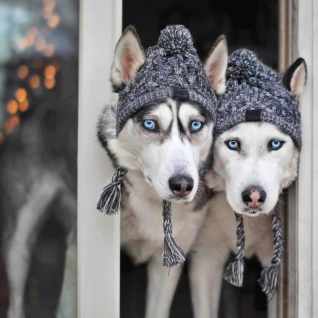 Polar Dog Pom Pom Hat