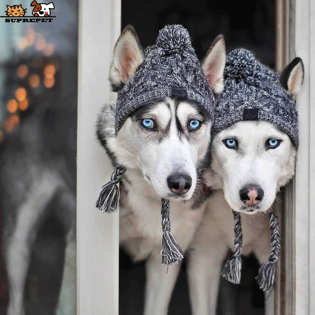 Polar Dog Pom Pom Hat