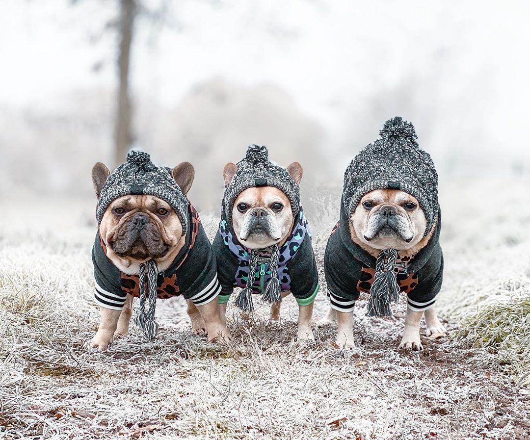 Polar Dog Pom Pom Hat